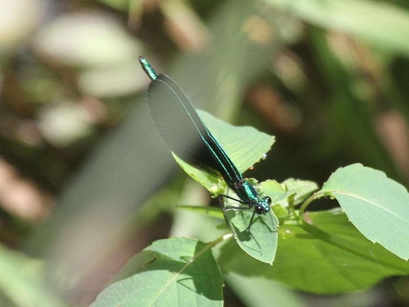 Photo of Ebony Jewelwing