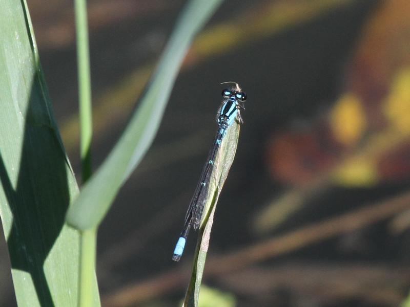 Photo of Skimming Bluet