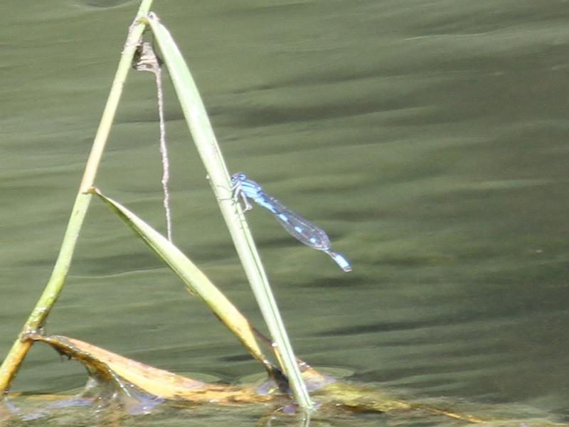 Photo of Tule Bluet