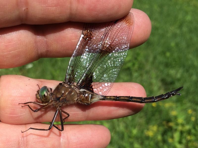 Photo of Prince Baskettail