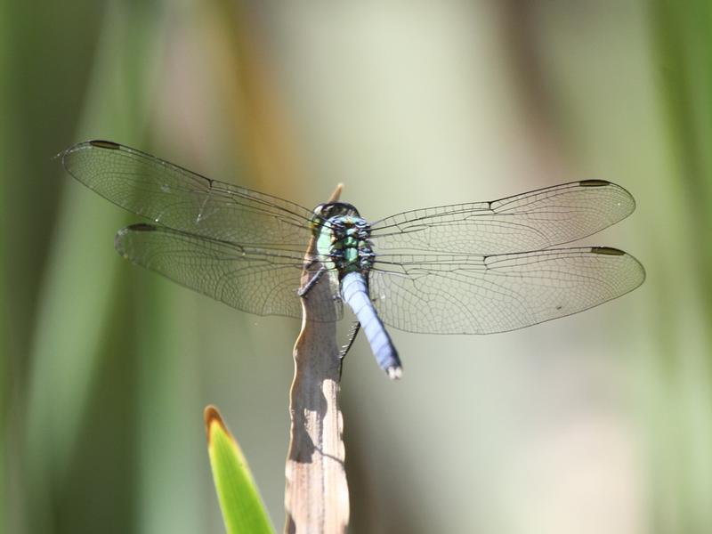 Photo of Eastern Pondhawk