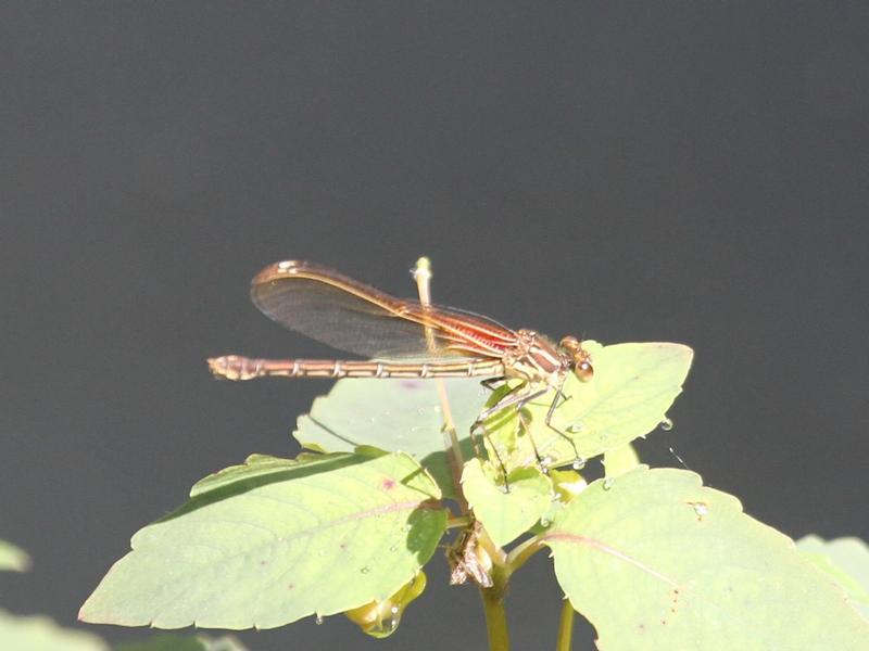 Photo of American Rubyspot