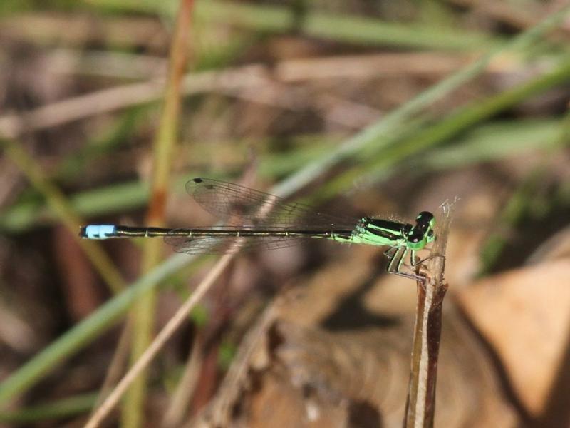 Photo of Eastern Forktail