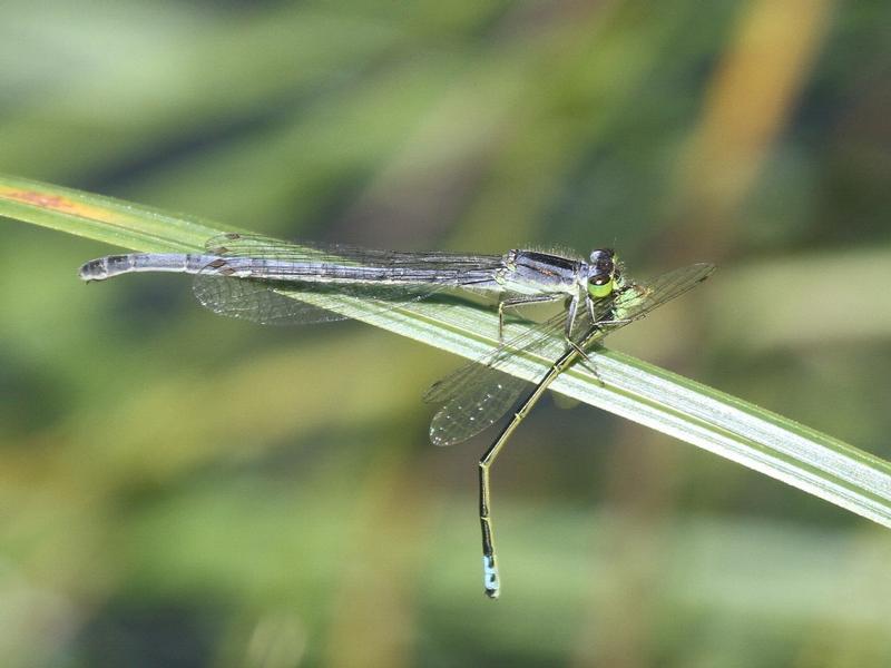 Photo of Eastern Forktail