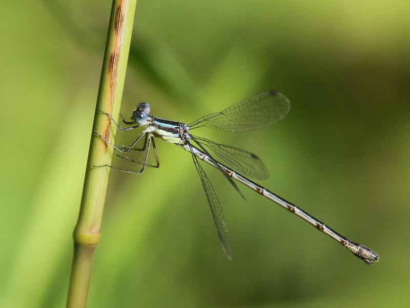 Photo of Slender Spreadwing