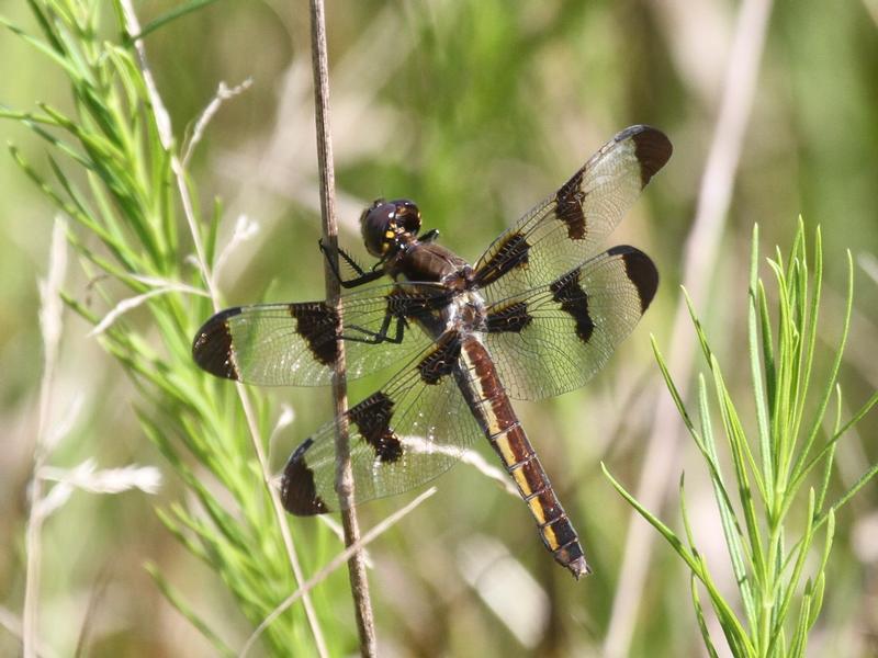 Photo of Twelve-spotted Skimmer