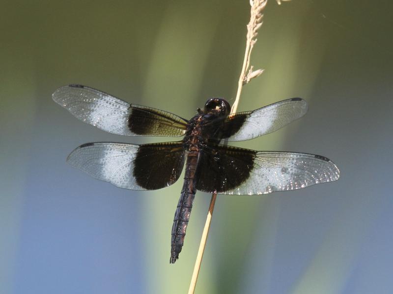 Photo of Widow Skimmer