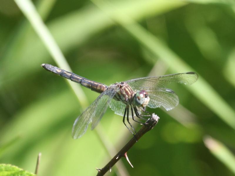 Photo of Blue Dasher