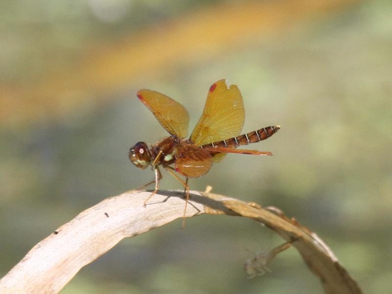 Photo of Eastern Amberwing