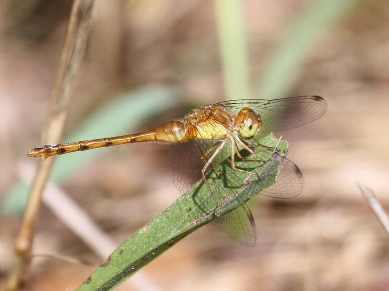 Photo of Autumn Meadowhawk