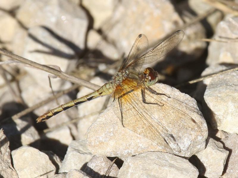 Photo of Cherry-faced Meadowhawk