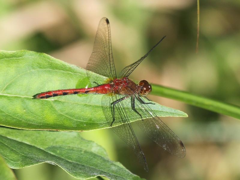 Photo of Ruby Meadowhawk