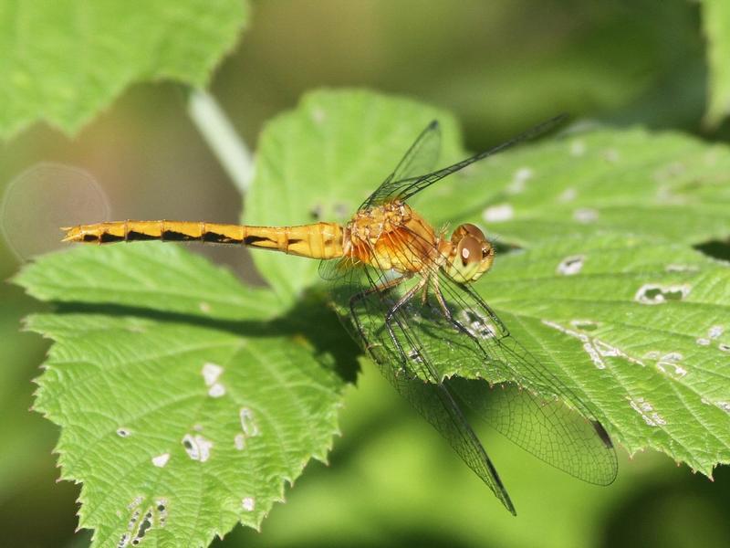 Photo of Ruby Meadowhawk