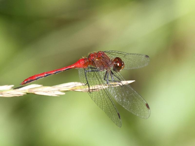 Photo of Ruby Meadowhawk