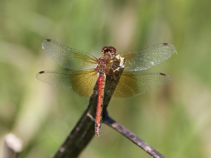 Photo of Band-winged Meadowhawk