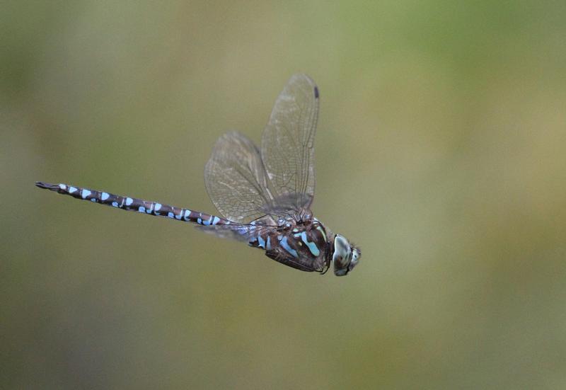 Photo of Canada Darner