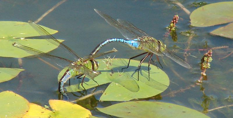 Photo of Common Green Darner