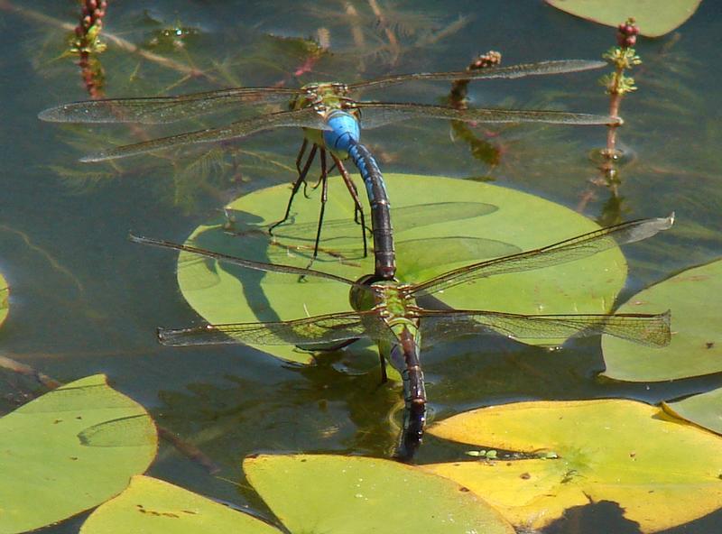 Photo of Common Green Darner
