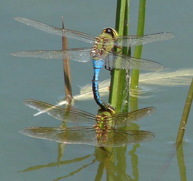 Photo of Common Green Darner