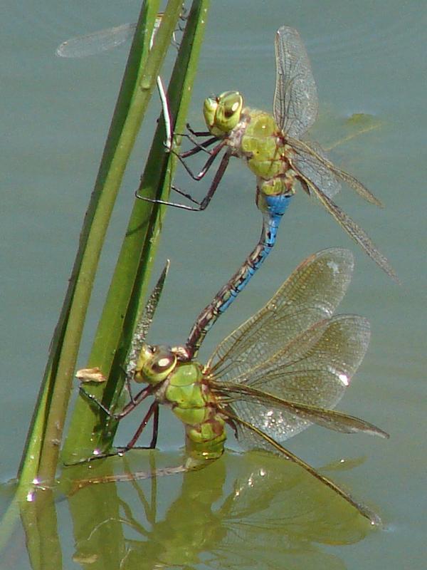 Photo of Common Green Darner