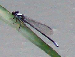 Photo of Powdered Dancer