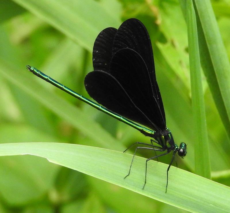 Photo of Ebony Jewelwing