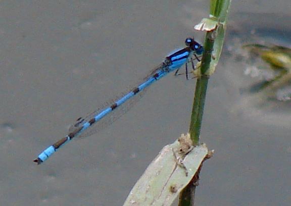 Photo of Familiar Bluet