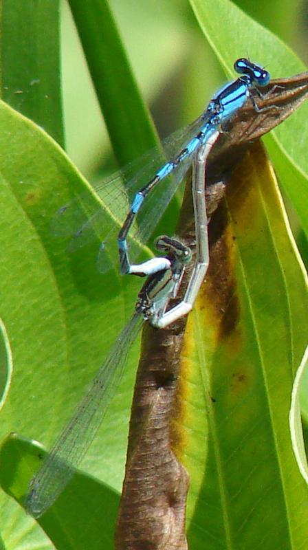 Photo of Tule Bluet