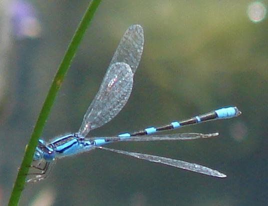 Photo of Tule Bluet