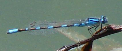 Photo of Tule Bluet