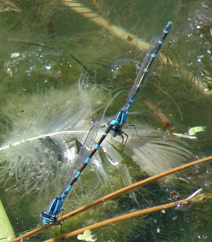 Photo of Tule Bluet