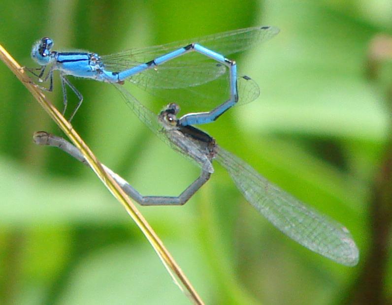 Photo of Familiar Bluet