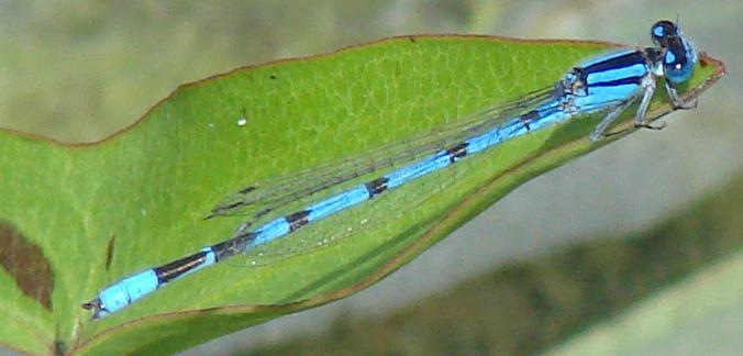 Photo of Familiar Bluet