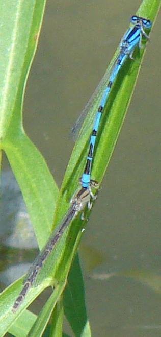 Photo of Familiar Bluet