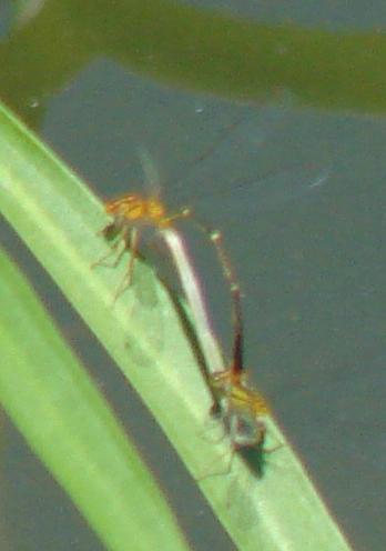 Photo of Orange Bluet