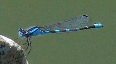 Photo of Tule Bluet