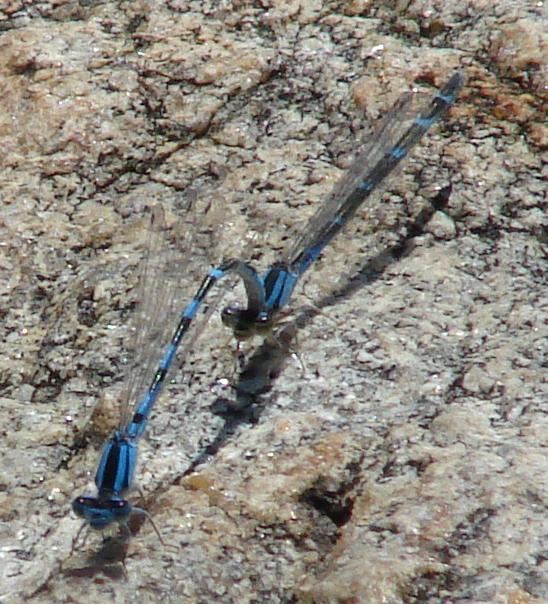 Photo of Tule Bluet