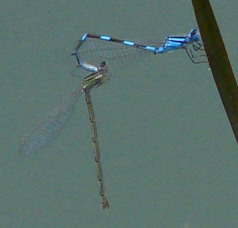 Photo of Tule Bluet