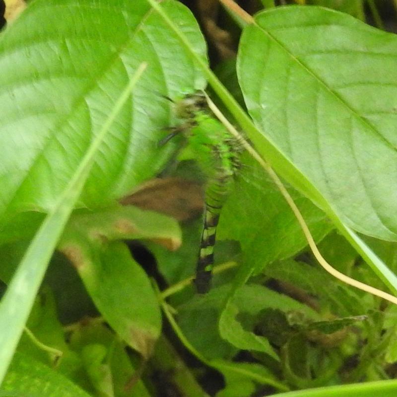 Photo of Eastern Pondhawk