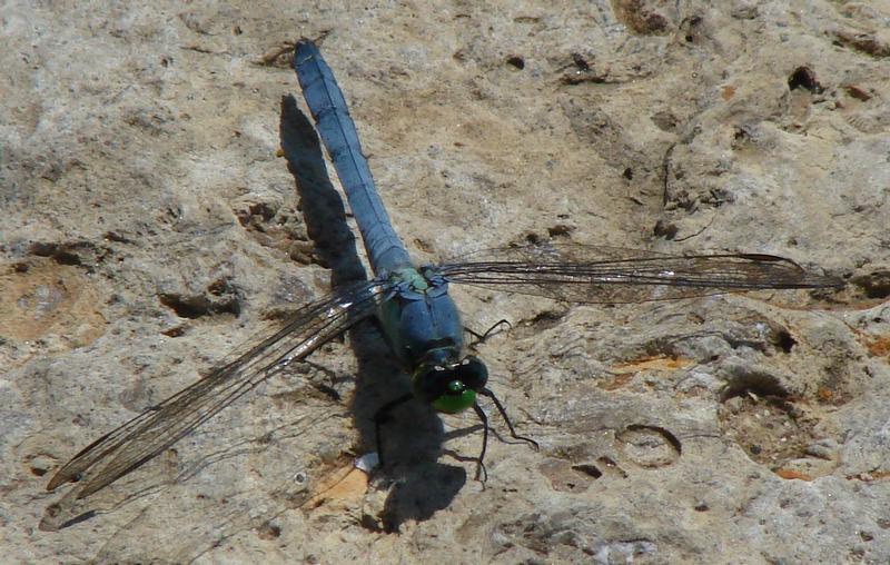 Photo of Eastern Pondhawk
