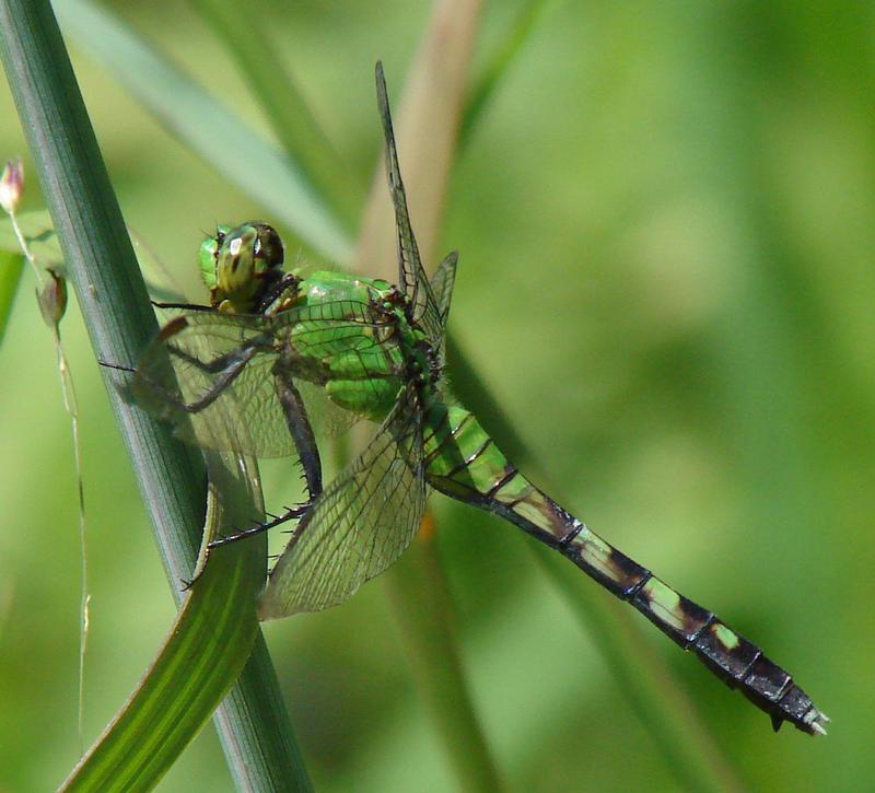 Photo of Eastern Pondhawk