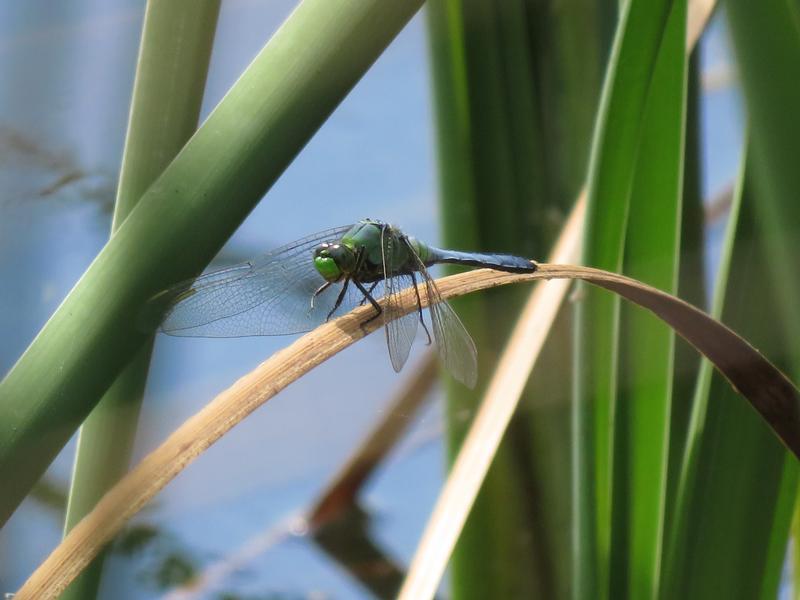 Photo of Eastern Pondhawk