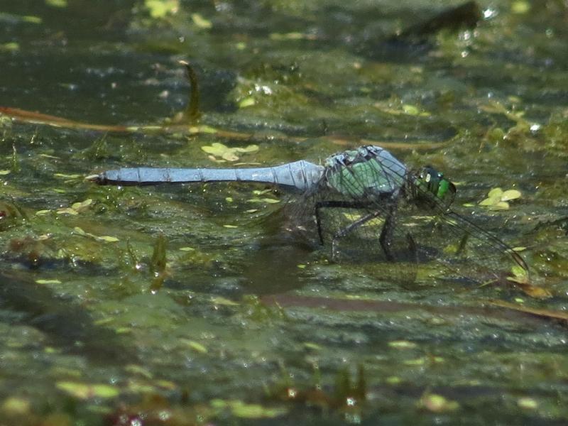 Photo of Eastern Pondhawk