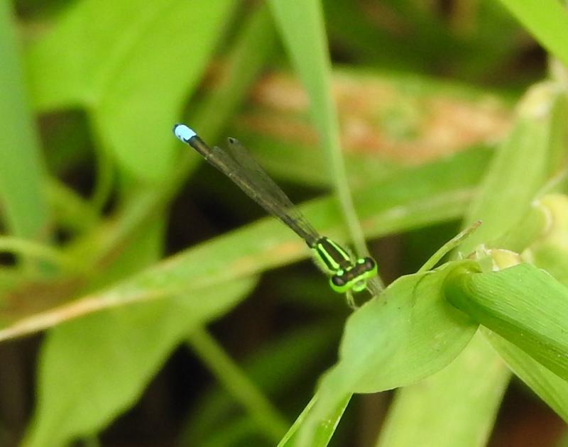 Photo of Eastern Forktail