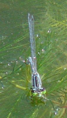 Photo of Eastern Forktail