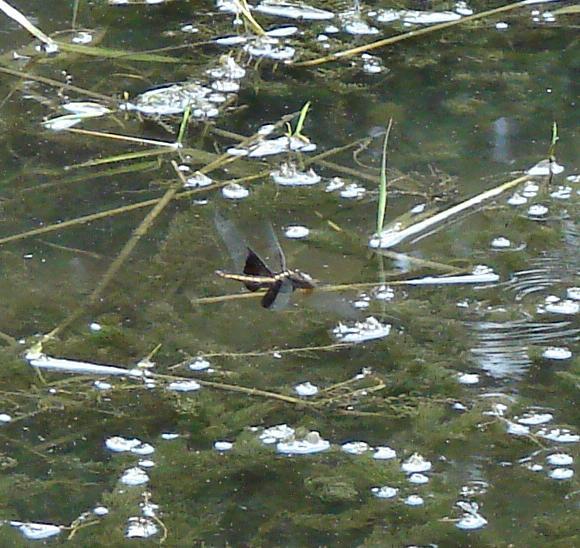 Photo of Widow Skimmer