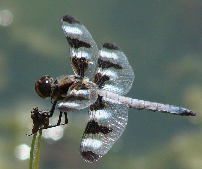 Photo of Twelve-spotted Skimmer