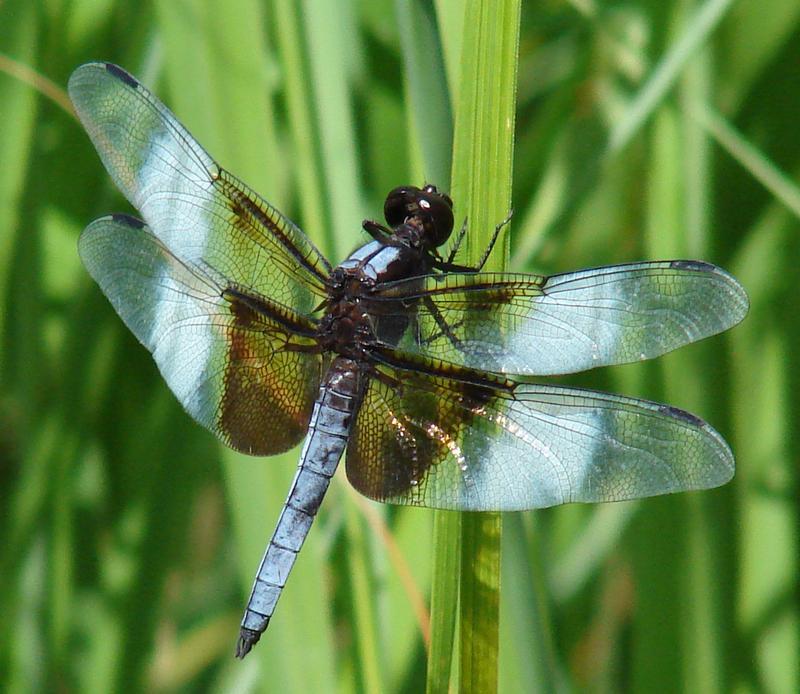 Photo of Widow Skimmer