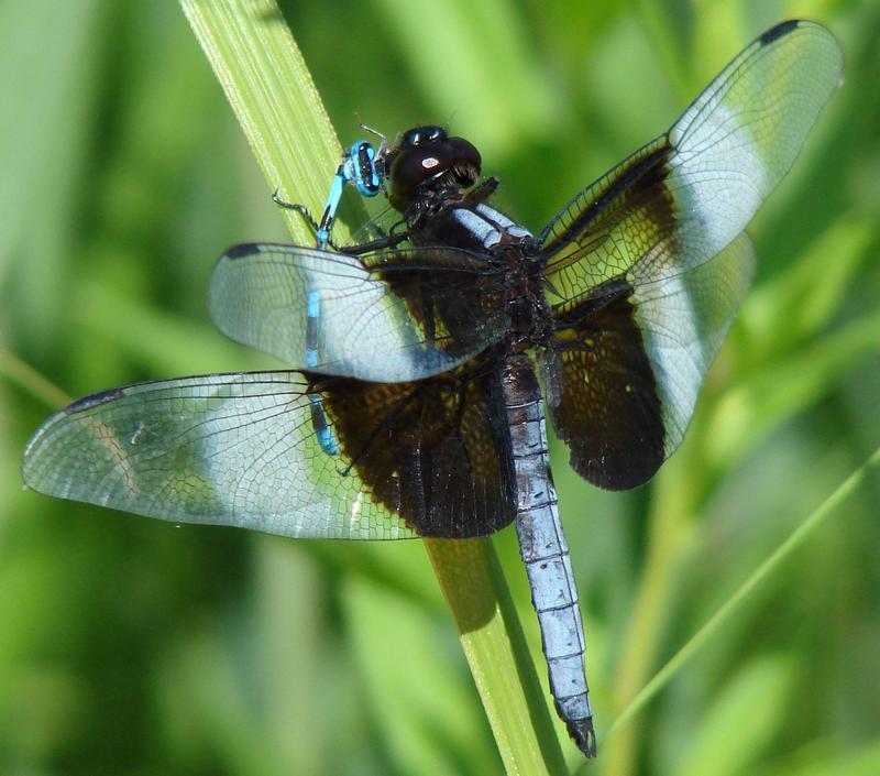 Photo of Widow Skimmer