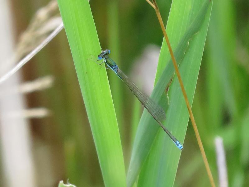 Photo of Sedge Sprite